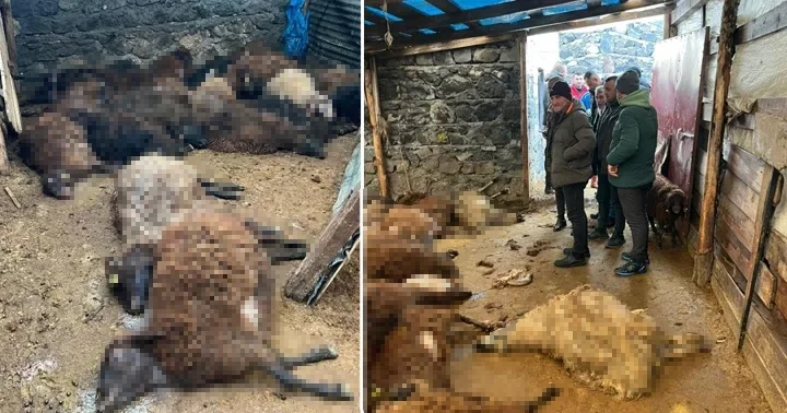 Ağıla girdiğinde gördüğü manzara karşısında şoke oldu Kurtlar130 koyunu parçaladı