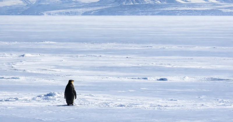 Sürüden ayrılan penguen markaları da etkisi altına aldı İş Yaşam Haberleri