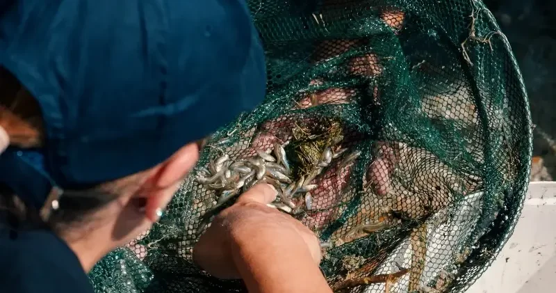 Nesli tükenme tehlikesi altındaki dişli sazancık balığı İstanbul Akvaryum da koruma altında Hayat Haberleri