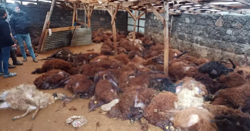 Sabah ahırına giden vatandaş, gördüğü manzara karşısında yıkılıp kaldı