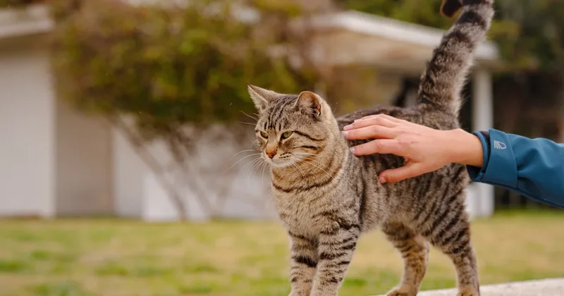 Hafızası onu ülkesine götürdü: Herkes bu kediyi konuşuyor Sözcü Gazetesi