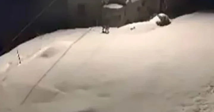 Nesli tehdit altında bulunan vaşak ailesi görüntülendi