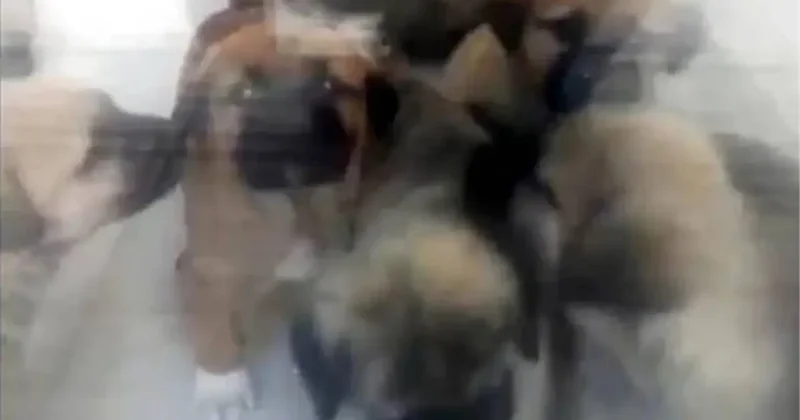 Köpeklere İstismar Davası Yeniden Görülecek