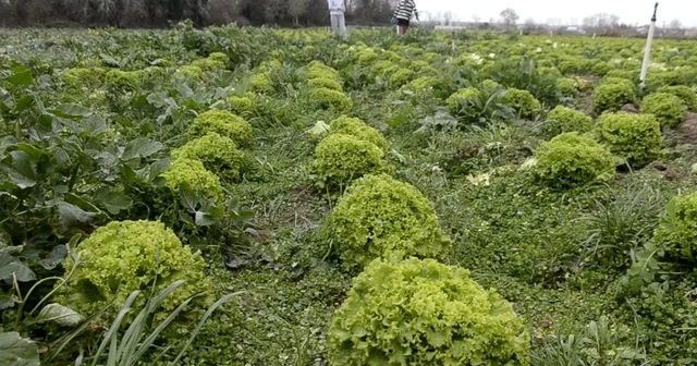 Bafra Ovası nda 570 dekar alanda marul üretimi Düşük marul fiyatları üreticiyi zorluyor Samsun Haberleri