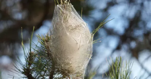 Samsun haberleri Samsun da korkutan manzara! İstila ettiler... 27 Ocak 2026