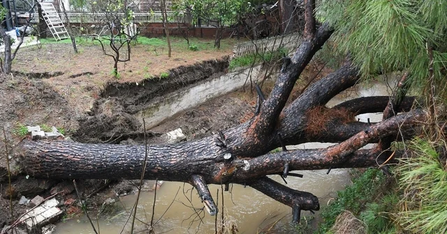 Kuşadası nda dereye devrilen çam ağacı dere yatağını tıkadı, belediye ekipleri seferber oldu Aydın Haberleri