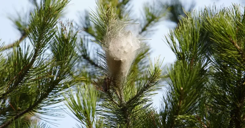 Hem ağaca hem insanlara zararı var: Samsun ormanlarında çam kese tırtılı istilası