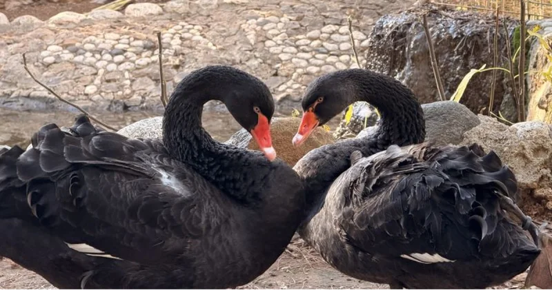 Doğanın sadık eşleri siyah kuğularda kuluçka heyecanı
