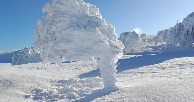 Karla kaplı yaylada ağaçlar buz tuttu Bolu Haberleri