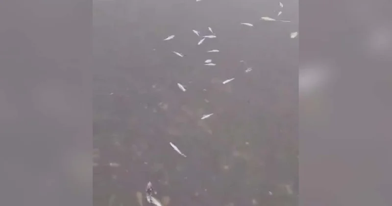 Tekirdağ da kuraklık alarmı: Karaiğdemir Barajı nda toplu balık ölümleri