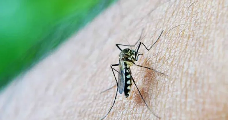 Sivrisinekler hedeflerini böyle seçiyormuş: Bilim kanıtladı Sözcü Gazetesi