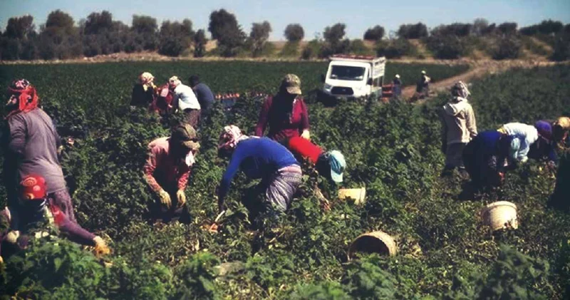 Çiftçilere ödemeler bugün yapılacak: Resmi açıklama geldi