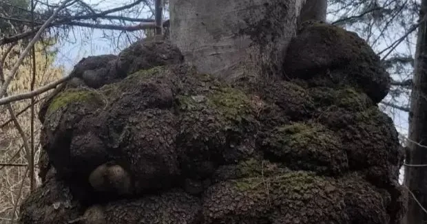 Trabzon haberleri Trabzon da avcılar tesadüfen buldu! Altın değerinde 27 Şubat 2026