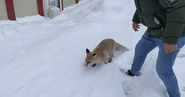 Bingöl de aç kalan kızıl tilki şehir merkezine indi Bingöl Haberleri