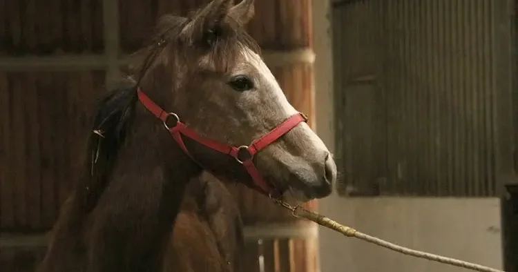 TMSF, safkan İngiliz kısrağını satışa çıkardı! İşte fiyatı…