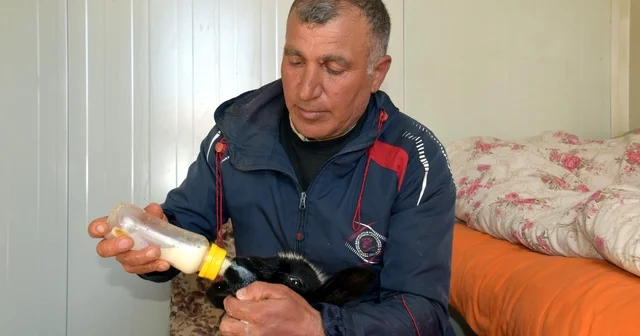 Annesi ölen 20 günlük kuzuyu evinde biberonla besliyor Van Haberleri