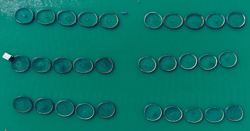 Denizi olmayan şehirde yetiştirip, yurt dışına satıyorlar Sözcü Gazetesi