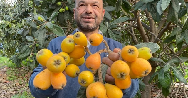Sarı altın erken geldi: Yenidünya mart ayını beklemedi Mersin Haberleri
