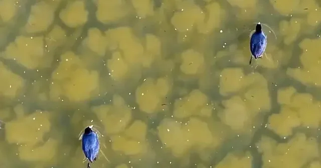 Su tutmaya başlayan Çavuşçu Gölü yeniden canlanıyor VİDEO İZLE