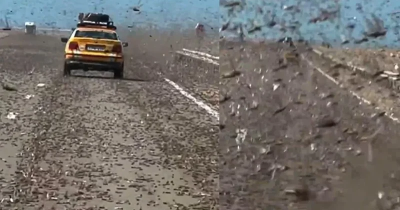 Yüzlerce çekirge üstüne saldırdı! Görür görmez kamerasına sarıldı Sözcü Gazetesi