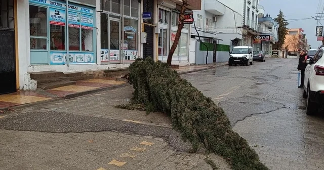 Kahta da şiddetli rüzgar çam ağacını devirdi Adıyaman Haberleri