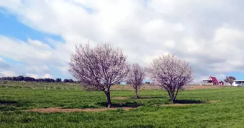 Şarköy de badem ağaçları çiçek açtı