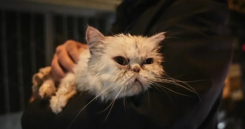 Fatih’de bina yangını: Fenalaşan kedi kurtarıldı