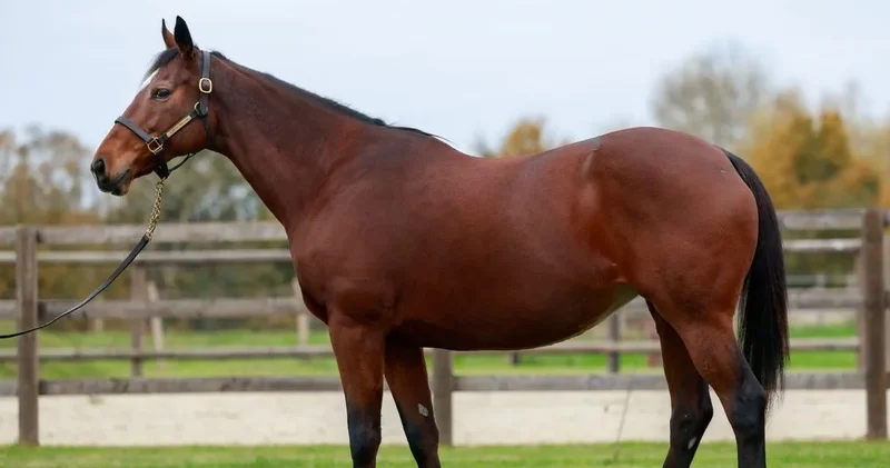 TMSF at satacak! Milyonluk ihale açıldı