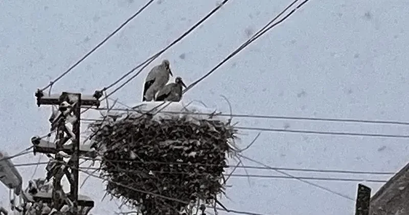 Ardahan a erken gelen leylekler kara yakalandı