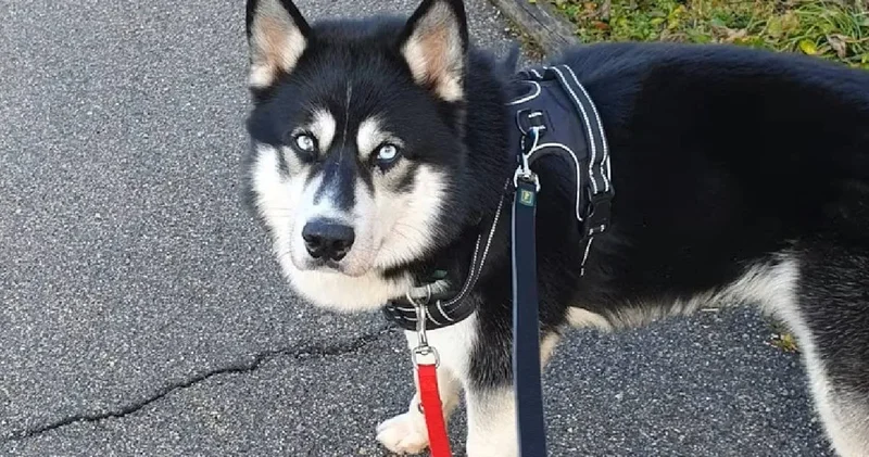Avukatı olan ilk köpek! Ağır işkenceye uğrayan köpek Buba, mahkemede hak arıyor