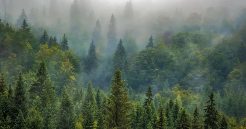 21 ilde orman sınırları yeniden belirlendi