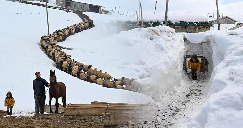 Eksi 30 derecede yaşam mücadelesi: 350 hayvan için köylerini terk etmiyorlar