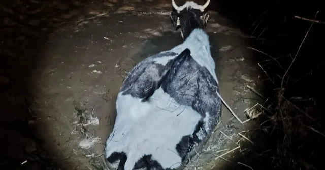 Bataklığa saplanan hayvan kurtarıldı Aydın Haberleri