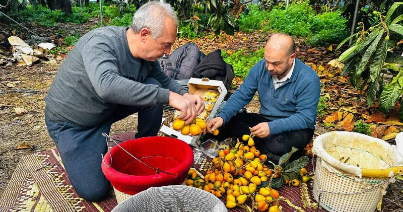 Mersin de hasadı başladı: Tek tek toplanıyor, kilosu bin 500 TL den kapış kapış satılıyor