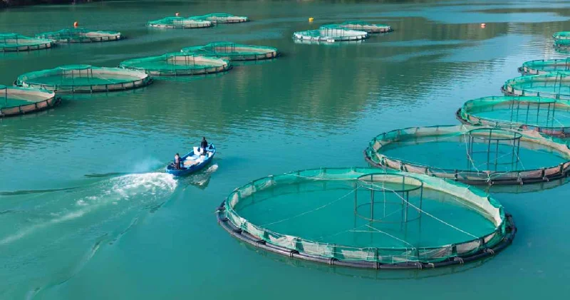 Denizi olmayan ilde yetiştirilen balıklara yurt içi ve yurt dışından talep yağıyor