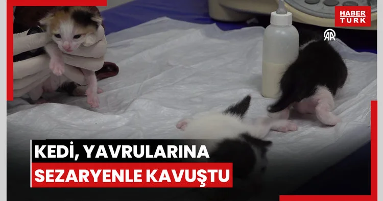 Doğum yapmakta zorlanan kedi, yavrularına sezaryenle kavuştu