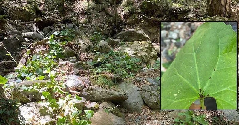 Kaz Dağları nda yeni bir böcek türü keşfedildi