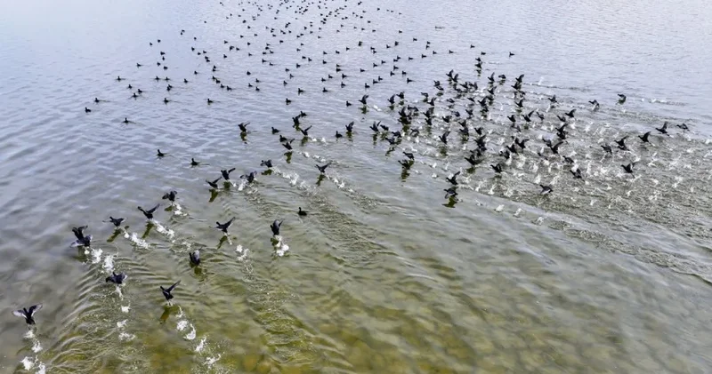 Kuraklık gölü kurutmuş Kuş Cenneti kaybolmuştu: Kuşlar yeniden geliyor