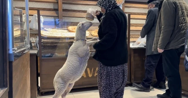 Kuzu Çorap , yanından ayrılmadığı sahibi ile pide sırasına giriyor Bursa Haberleri