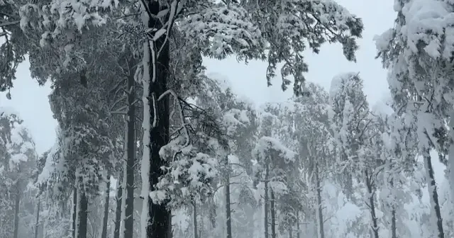 Karadeniz de 407 yerleşim yerine kar nedeniyle ulaşım kapandı VİDEO İZLE