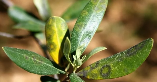 Zeytinde halkalı leke hastalığı ile mücadele çağrısı Aydın Haberleri