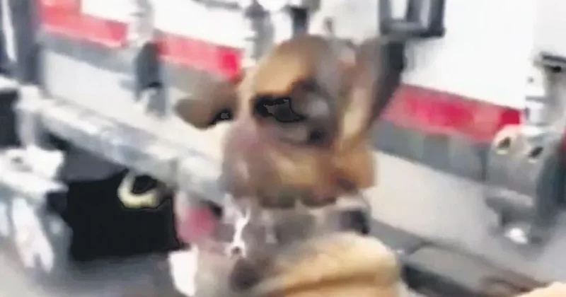 Çiçek yüklü TIR’da milyonluk zehir çıktı