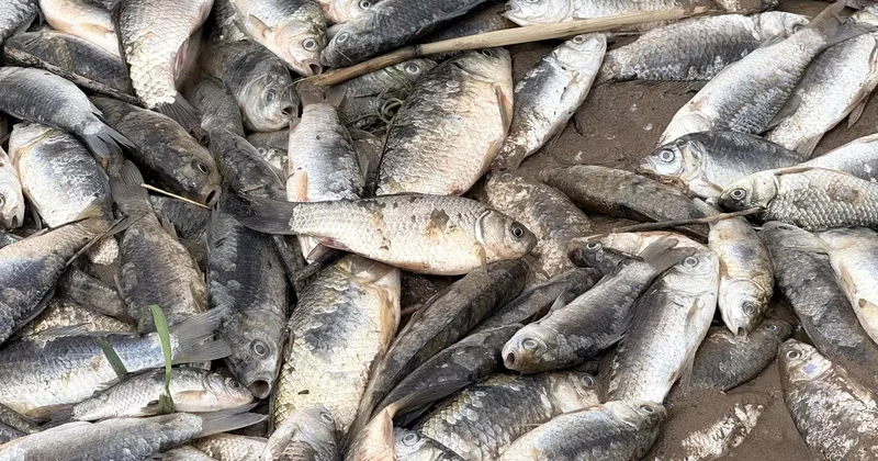 Diyarbakır da aşırı yağışlar sonrası suyun geri çekilmesiyle balıklar telef oldu