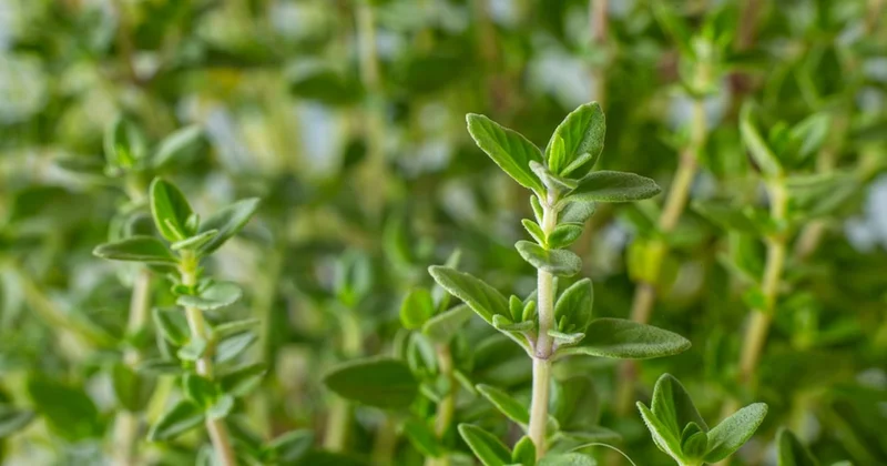 Bu topraklarda yetişiyor: Tepeden tırnağa antibiyotik deposu çıktı Sözcü Gazetesi