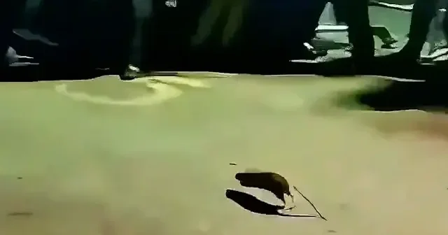 Tek bir fare yüzlerce İsrailliyi korkutmaya yetti VİDEO İZLE