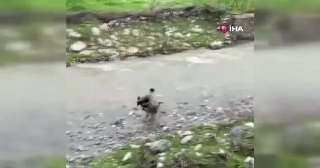 Siirt te dereye düşen buzağı polis tarafından kurtarıldı