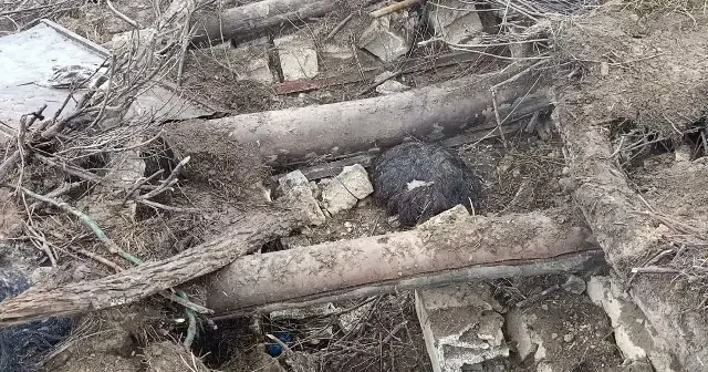 Van da ahır çöktü VİDEO İZLE