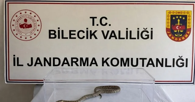 Bilecik te nesli tükenmekte olan piton yılanı yakalandı Bilecik Haberleri