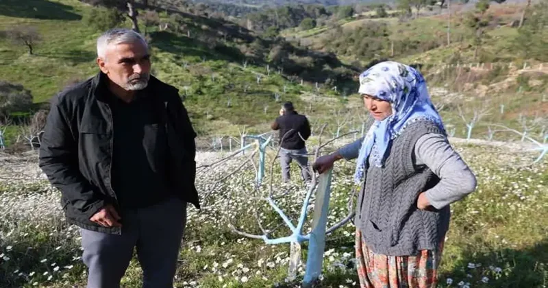 Aydın’da akılalmaz öfke: Yüzlerce zeytin ve incir ağacını kestiler