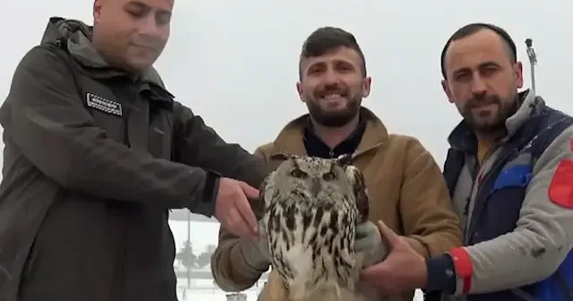 Kars’ta bitkin halde bulunan baykuş koruma altına alındı VİDEO İZLE